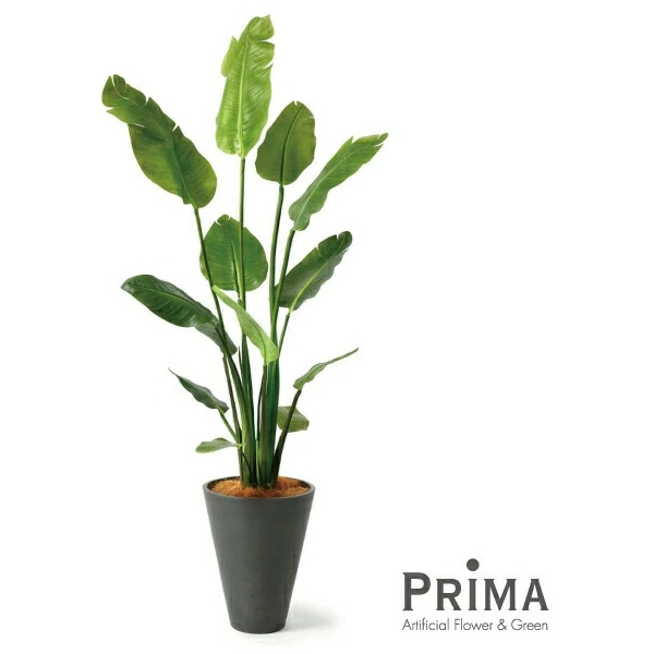 お手入れ不要！ストレリチア