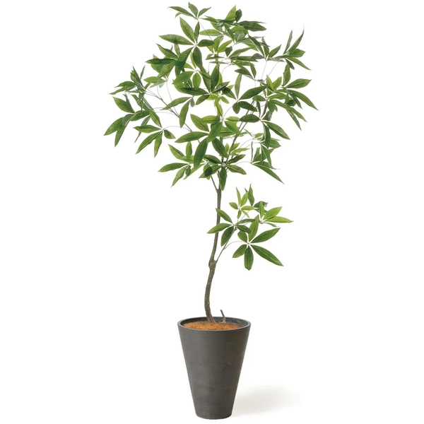 お手入れ不要！パキラ