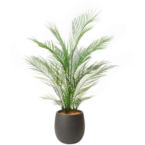 お手入れ不要！アレカヤシ